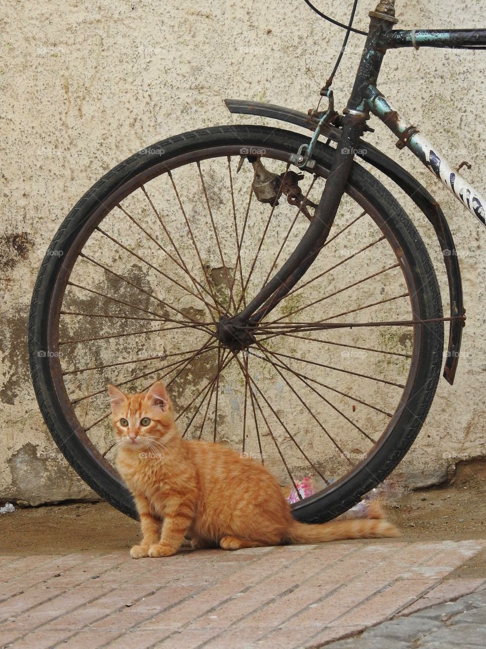 Kitten by bike