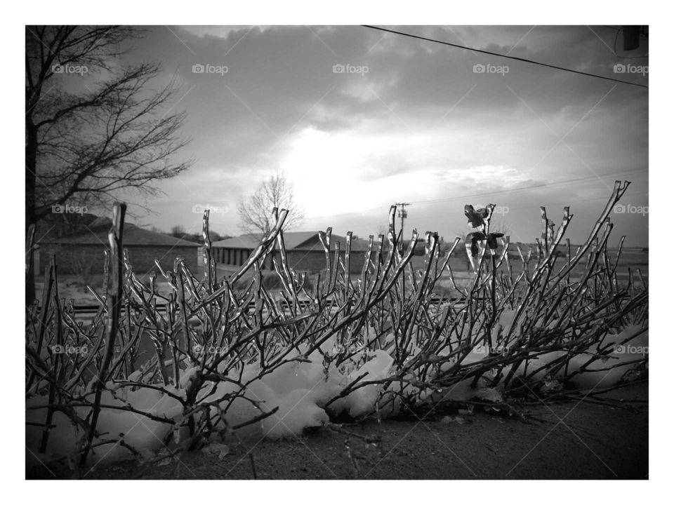 black and white icy frost twigs