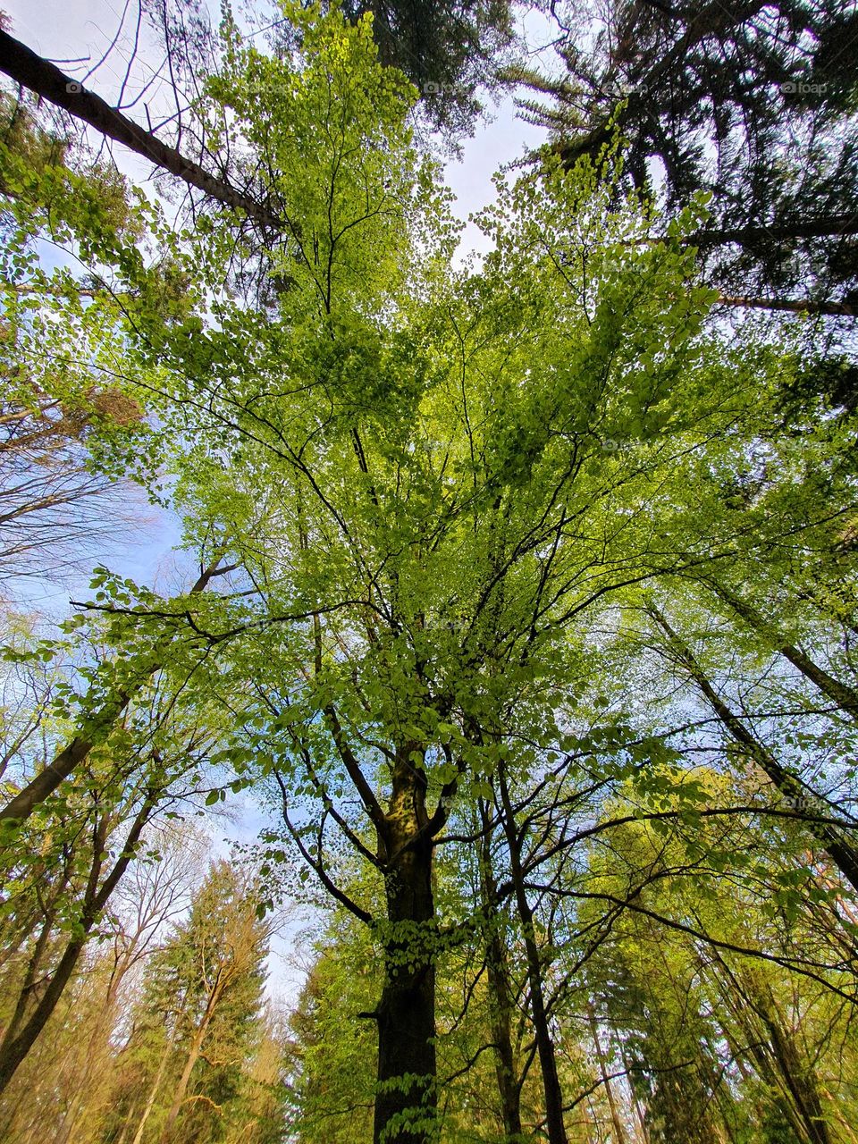 looking up into the leafy branches of trees in an german forest