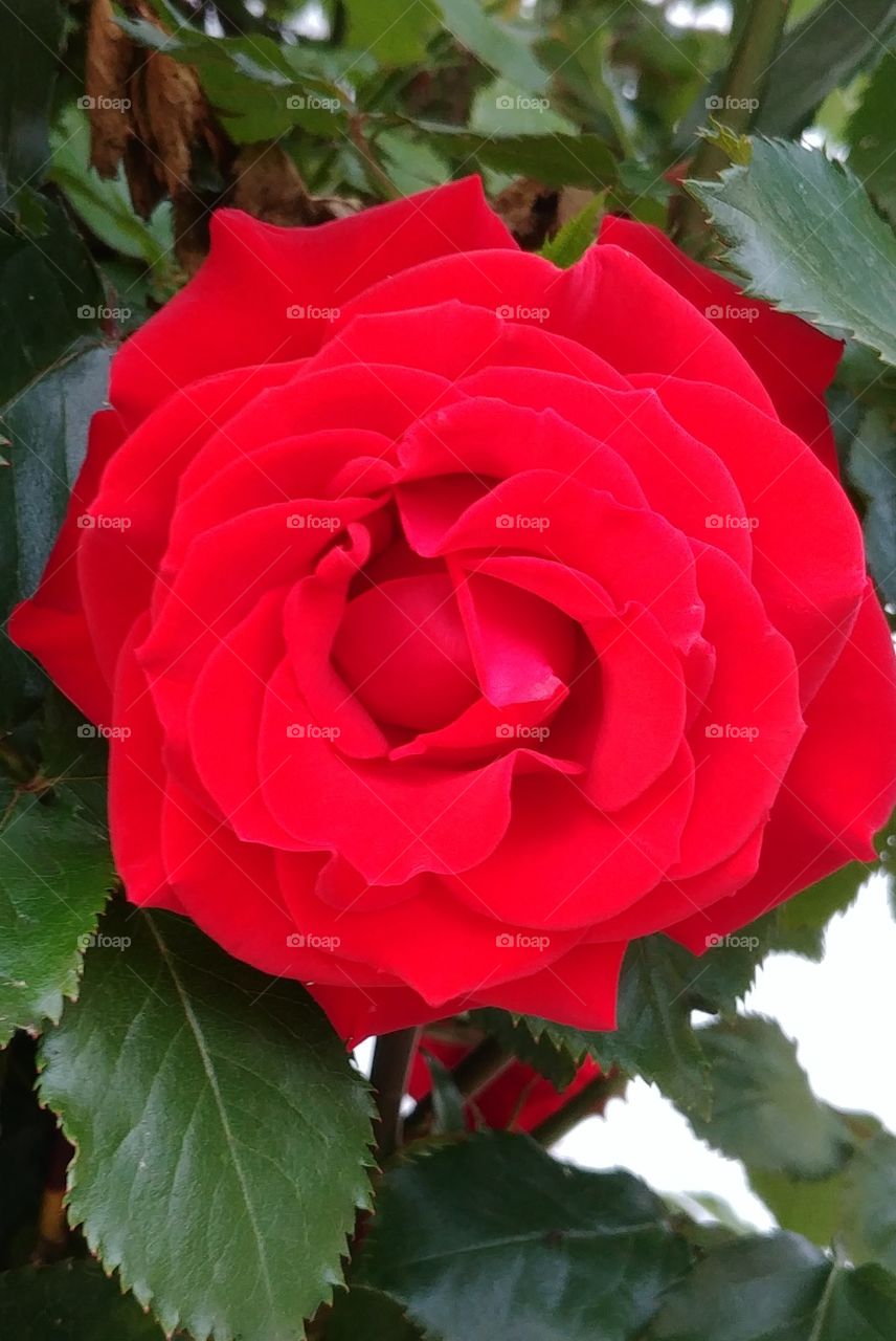 Rose romantisch flower Love liebe red rot blume blühte
