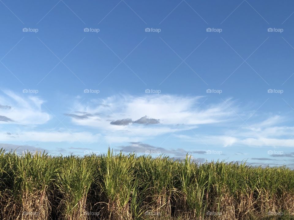 Sugarcane and sky