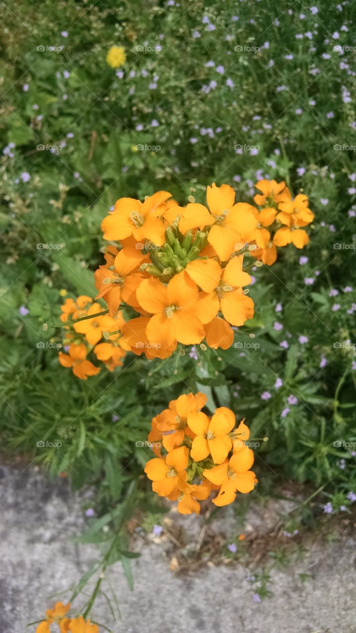 tiny orange blooms