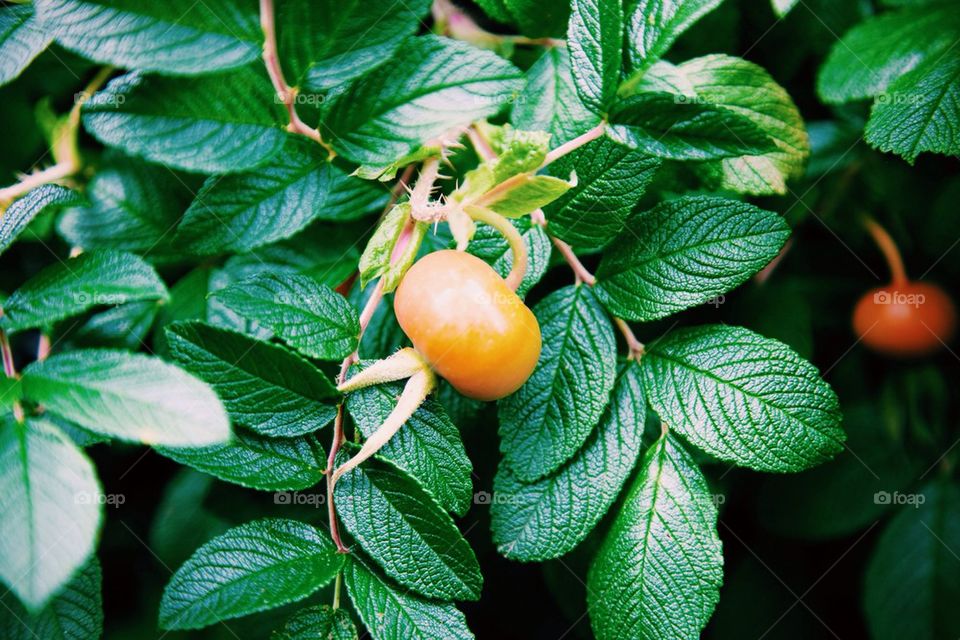 Rose hip