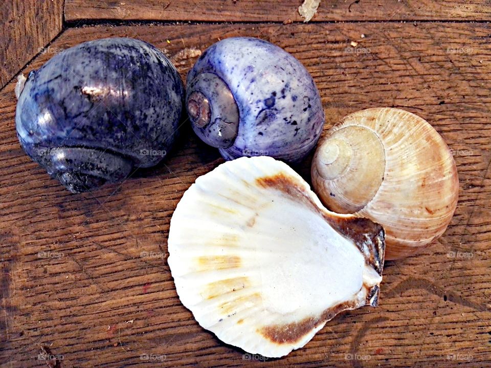 white and purple shells