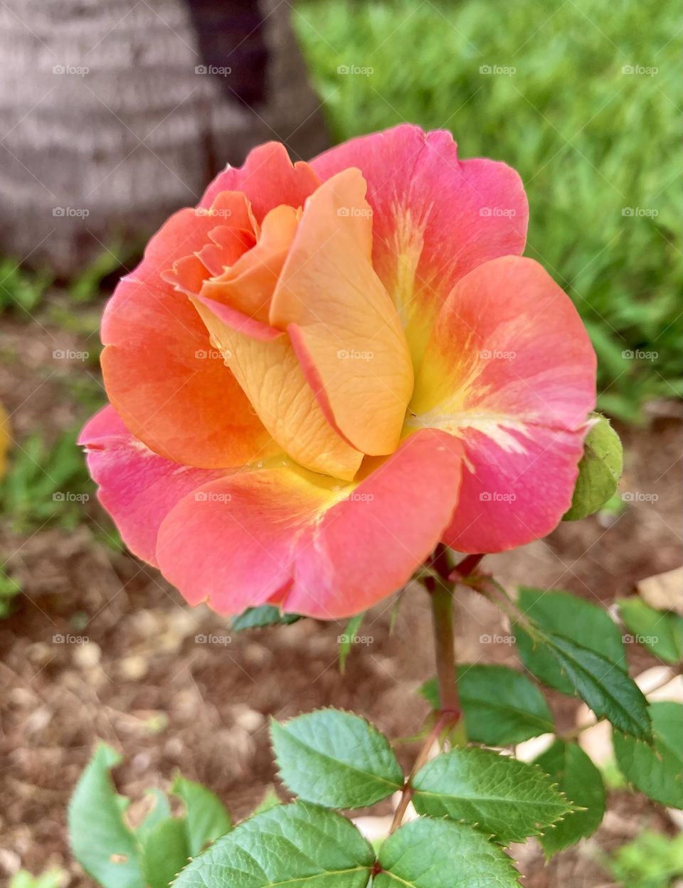 🌹 🇺🇸 Very beautiful flowers to brighten our day.  Live nature and its beauty. Did you like the delicate petals? / 🇧🇷 Flores muito bonitas para alegrar nosso dia. Viva a natureza e sua beleza. Gostaram das pétalas delicadas? 