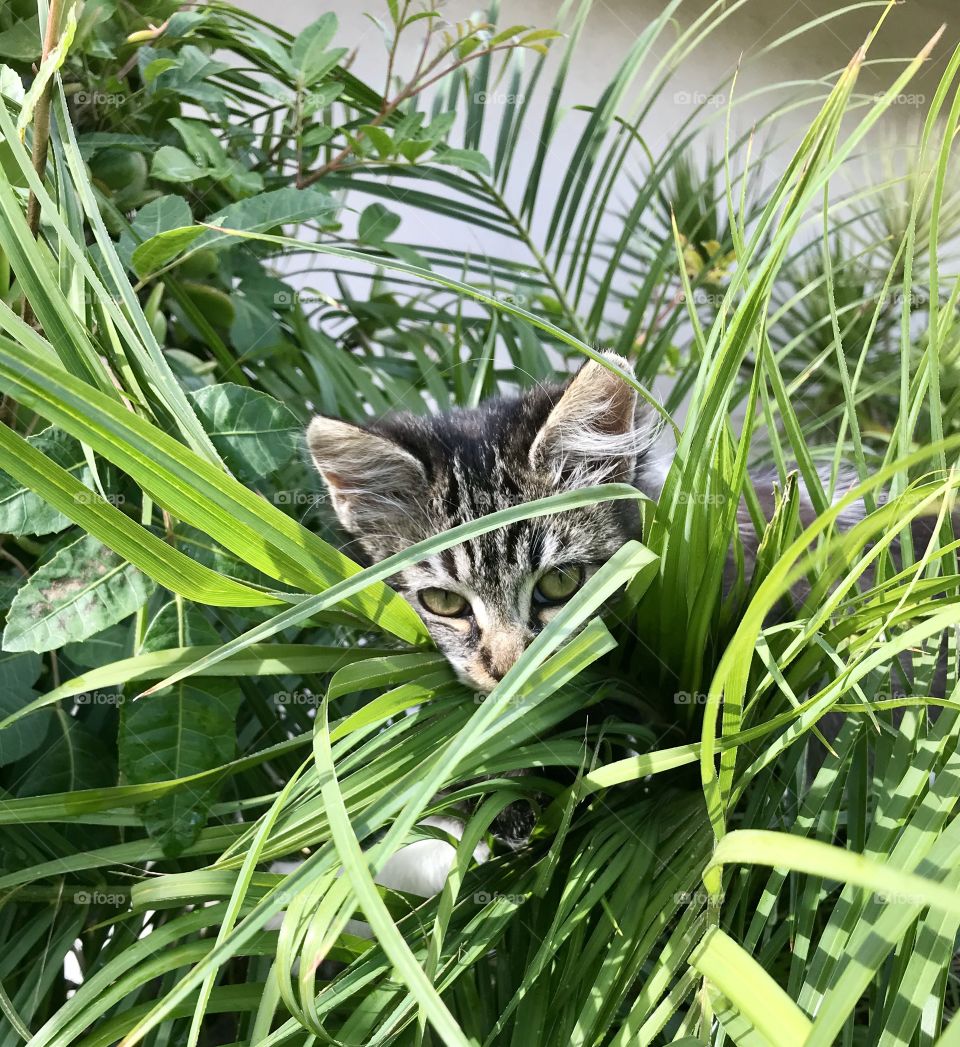 Hiding Kitty