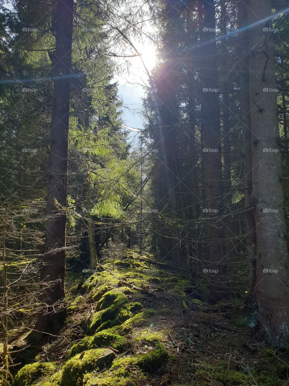 A swedish forest