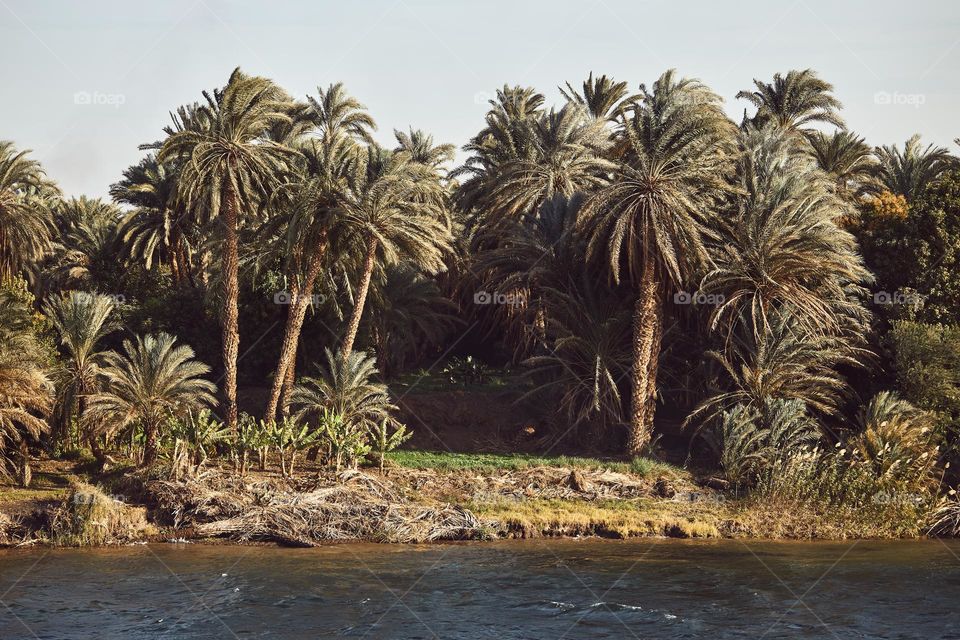 Palm trees along the river Nile. Nile cruise in Egypt. Natural environment. Tropical trees. Beautiful background. Natural landscape. Travel destination