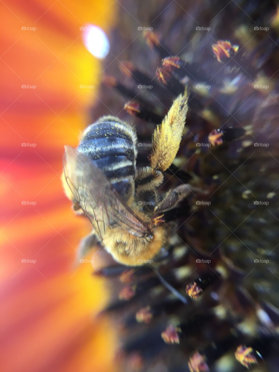 Honeybee on sunflower