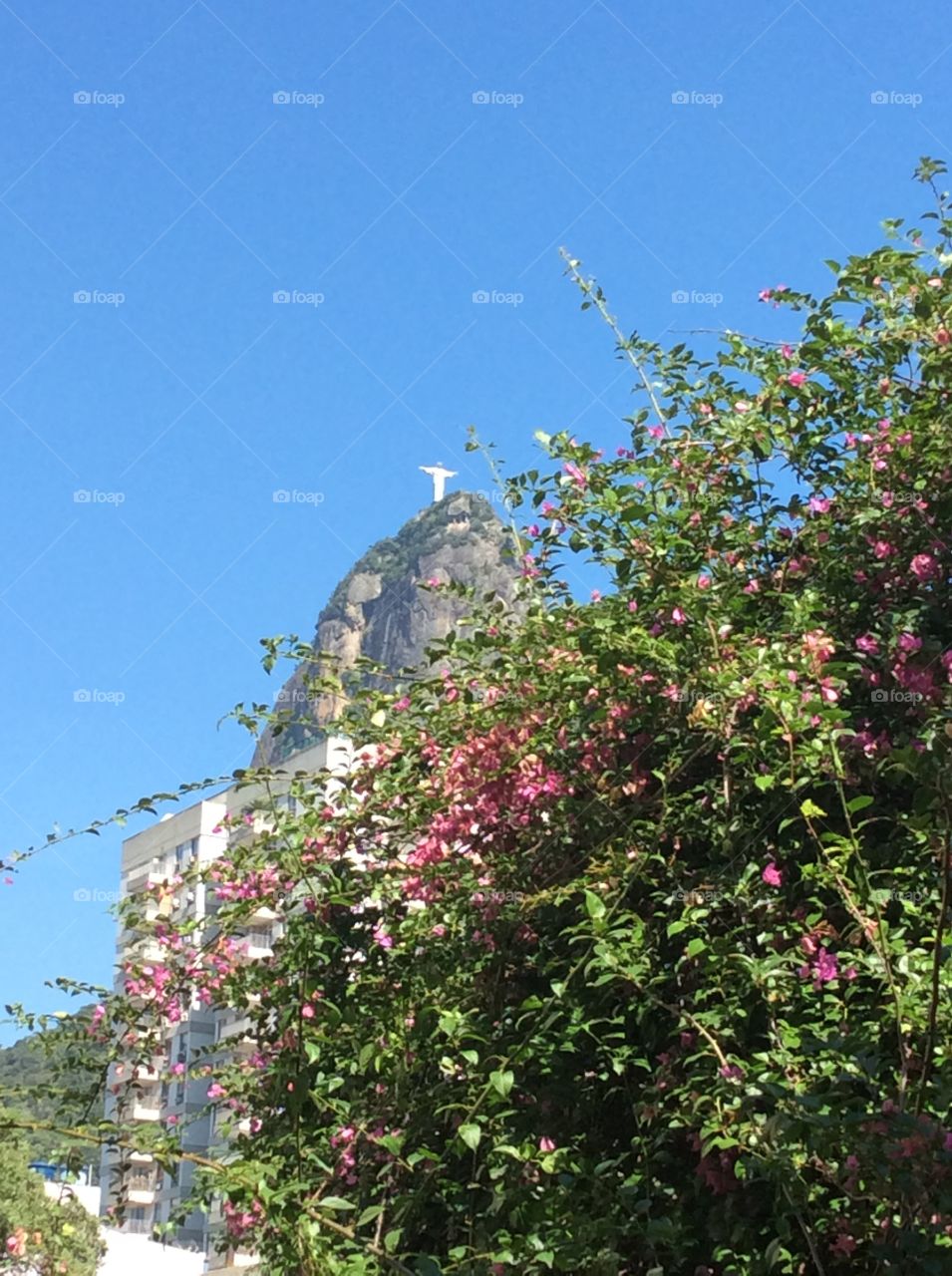 The spring blossoms brightening even more the Statue of Christ the Redeemer in the Stone. Tourist Point of Rio de Janeiro