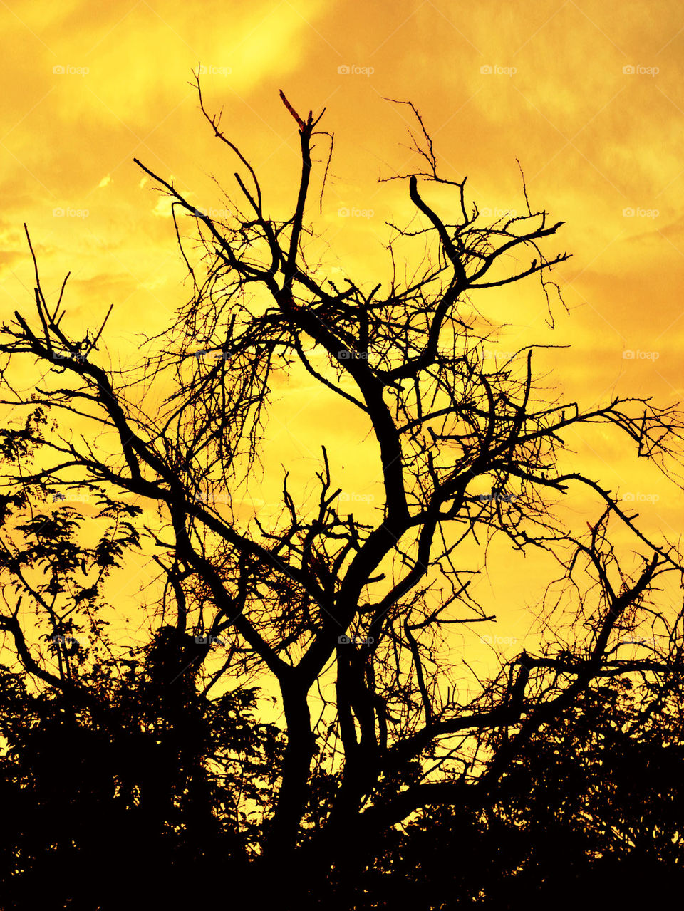 dry tree in sunset time