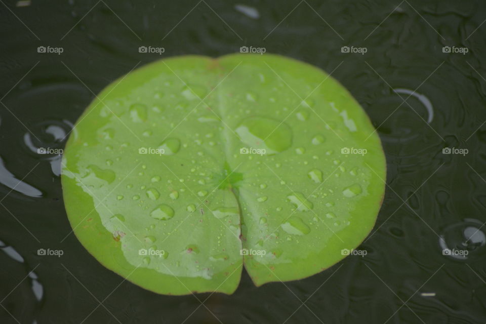 Leaf, No Person, Nature, Flora, Wet