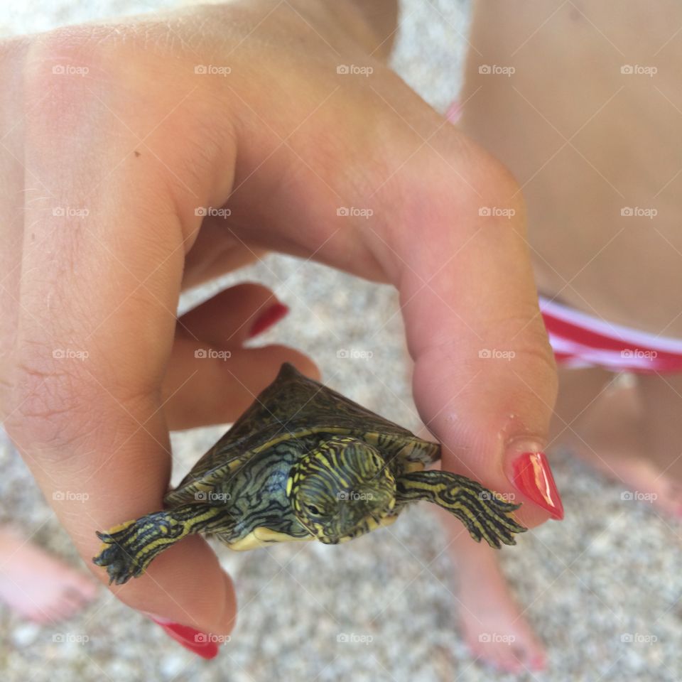 Baby turtle!