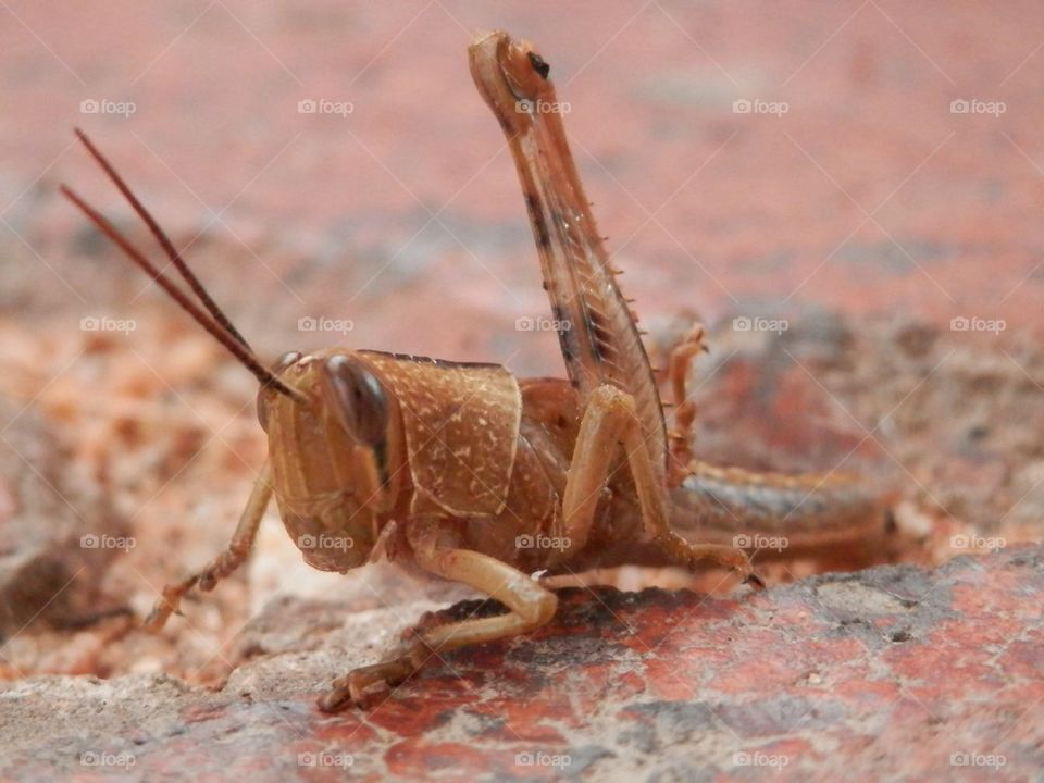 Grasshopper