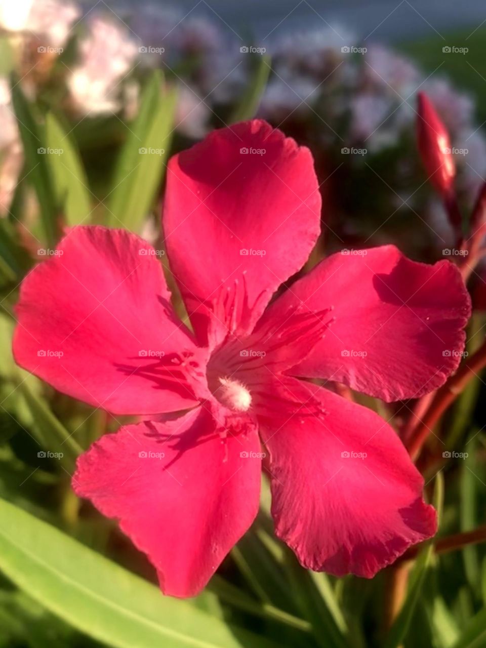 Closeup of a beautiful red flower at sunset at the bay house in Texas. 