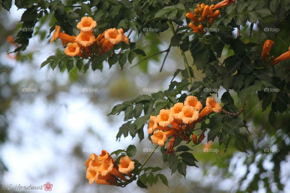 Orange Trumpet Vines