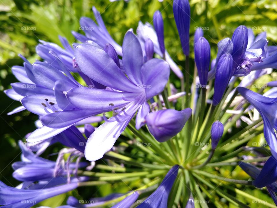 Agapanthus