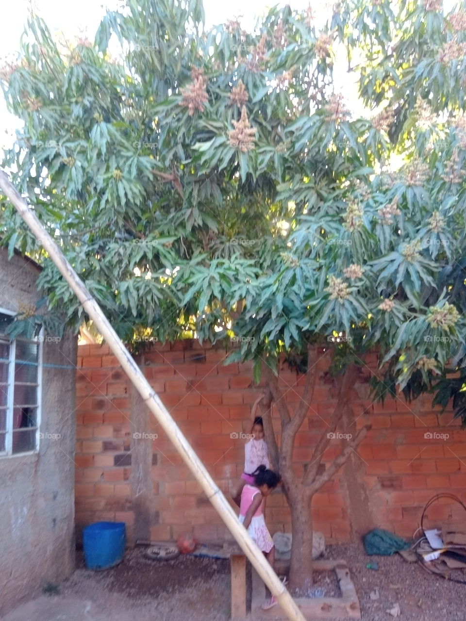 Crianças brincando na árvore!