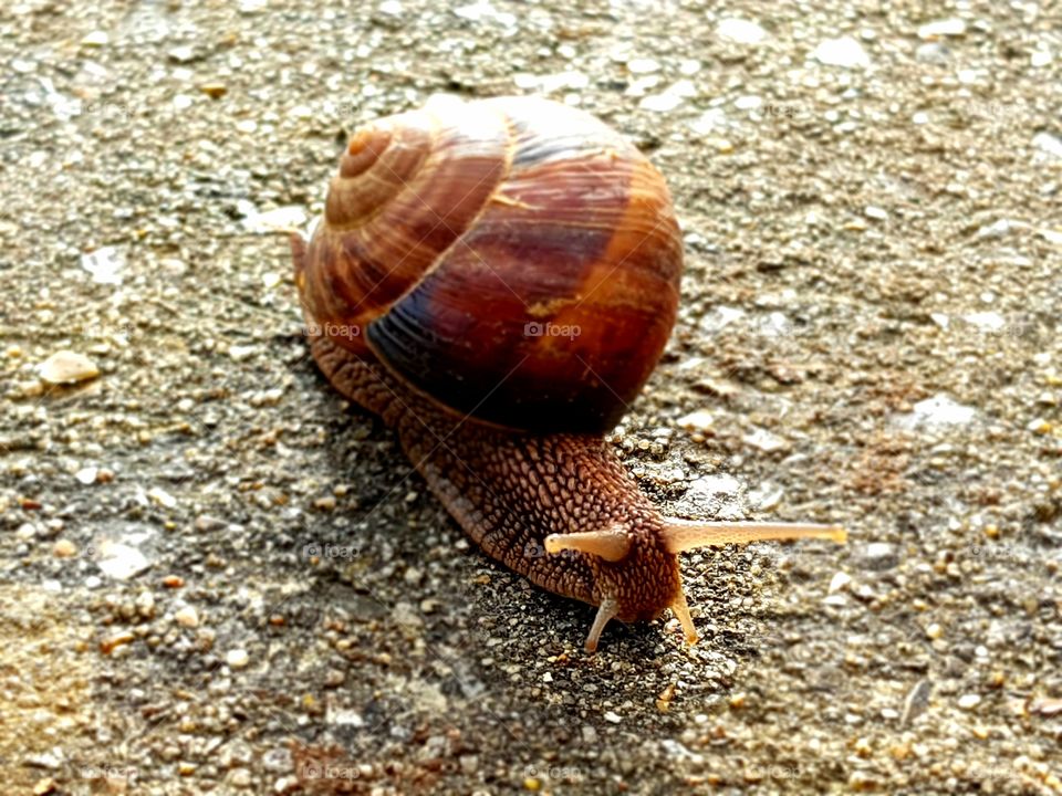 A snail