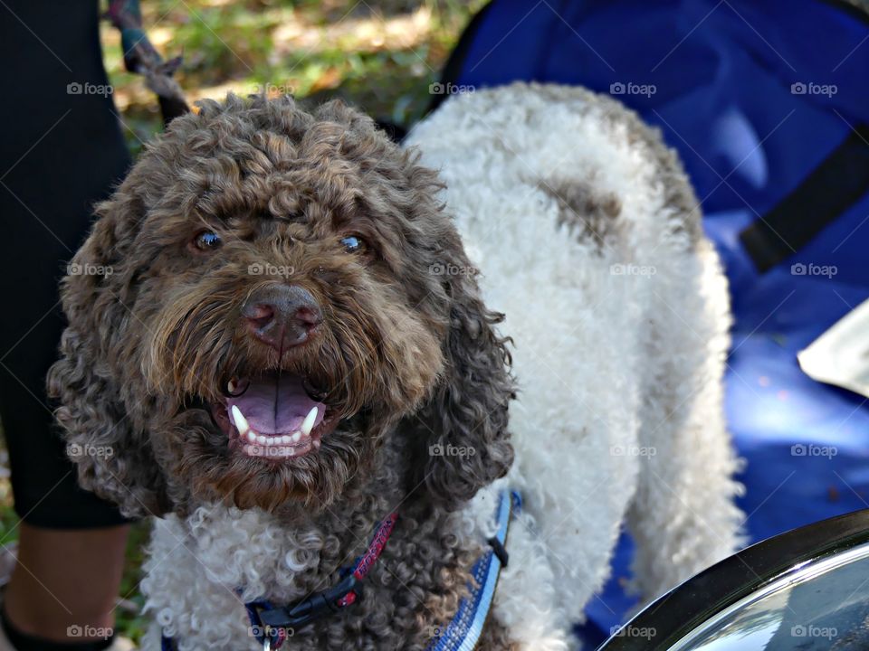 Smiles for everyone - Chances are good that you’ve met a Labradoodle lately. This is Jake. These fuzzy poodle-Labrador retriever hybrids are a common sight at your local dog park, looking for all the world like living teddy bears