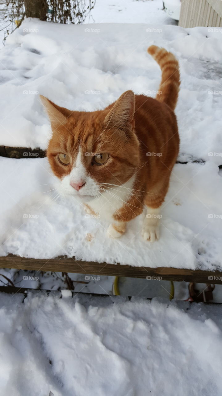 3 Legged Cat In Snow