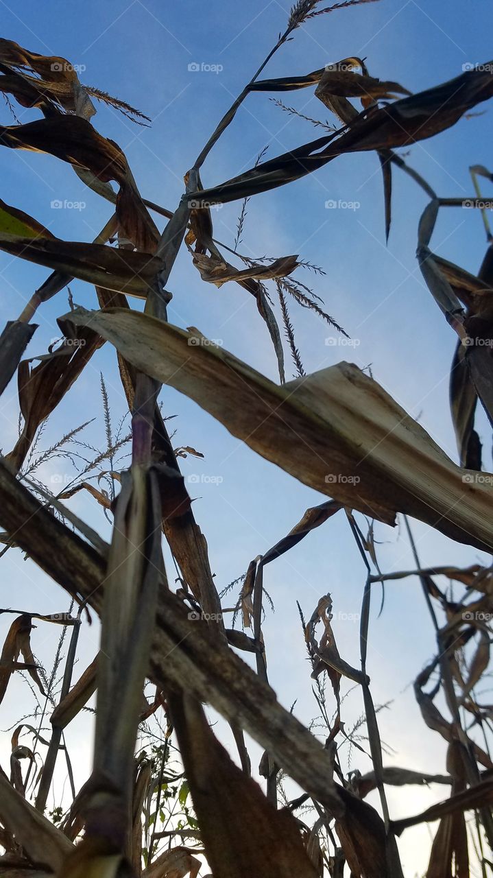 Bird, No Person, Tree, Nature, Wildlife