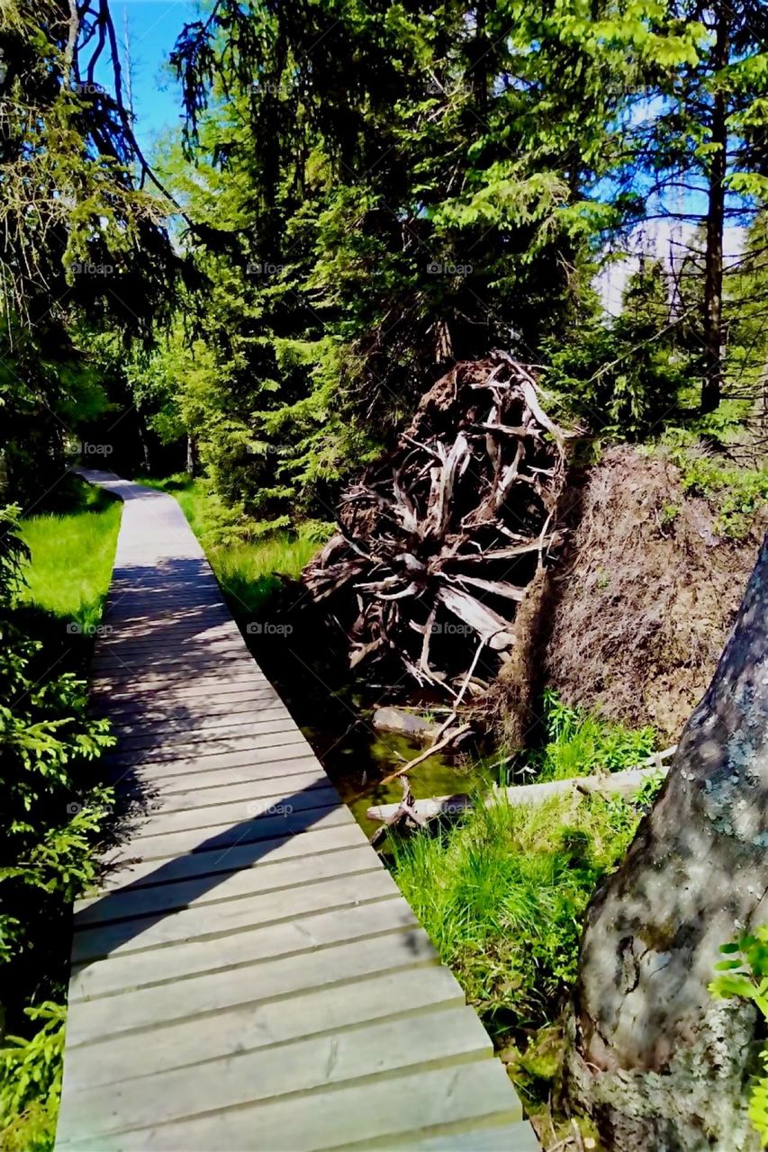This is a trail in „Harz National Park“ around the „Oderteich“, a reservoir built in the 1700s surrounded by peat moorlands near „St Andreasberg“ in „Harz“, „Saxony-Anhalt“ in former „East Germany“. 2024. Hypnotic Productions