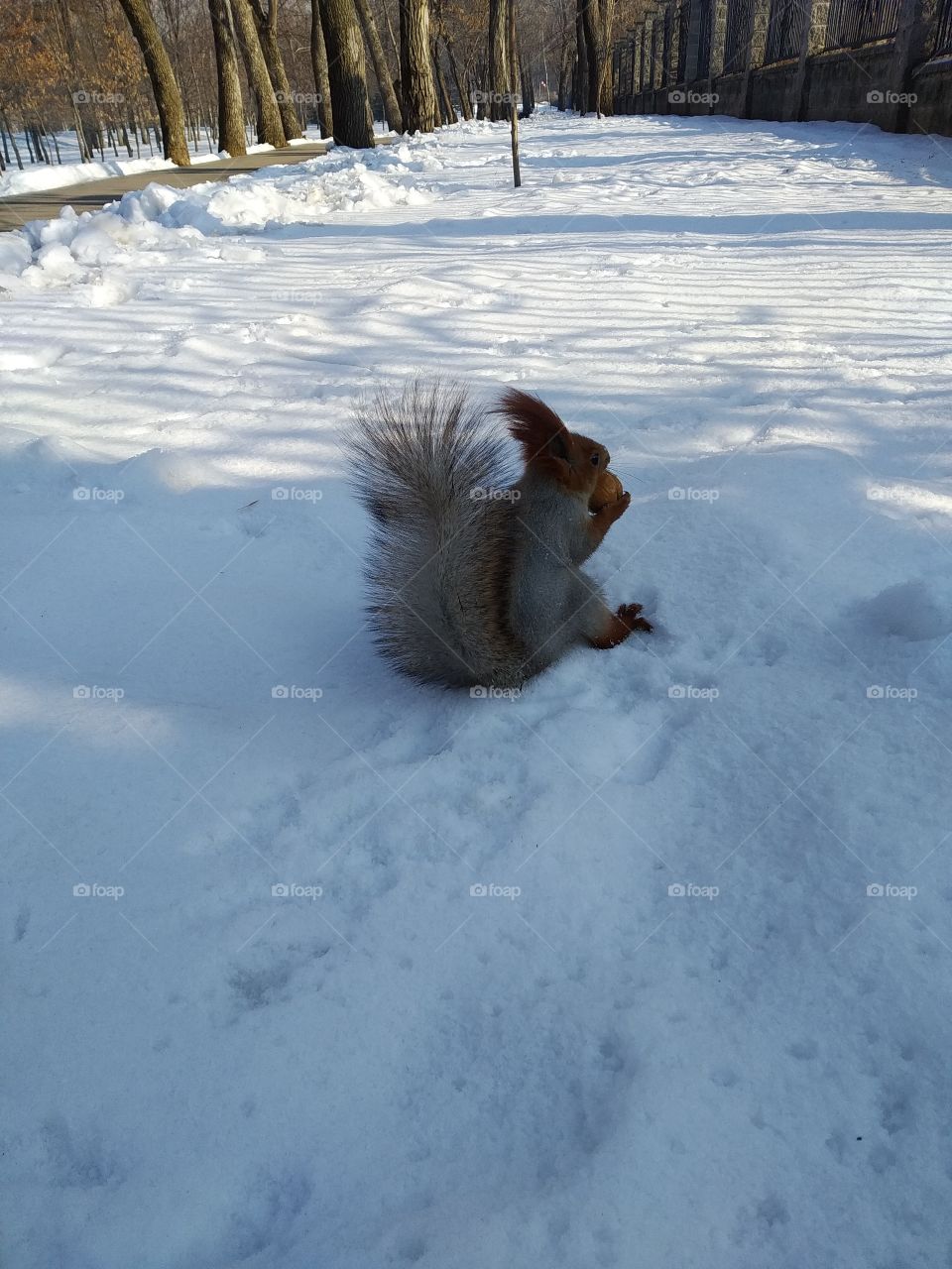 Squirrel
