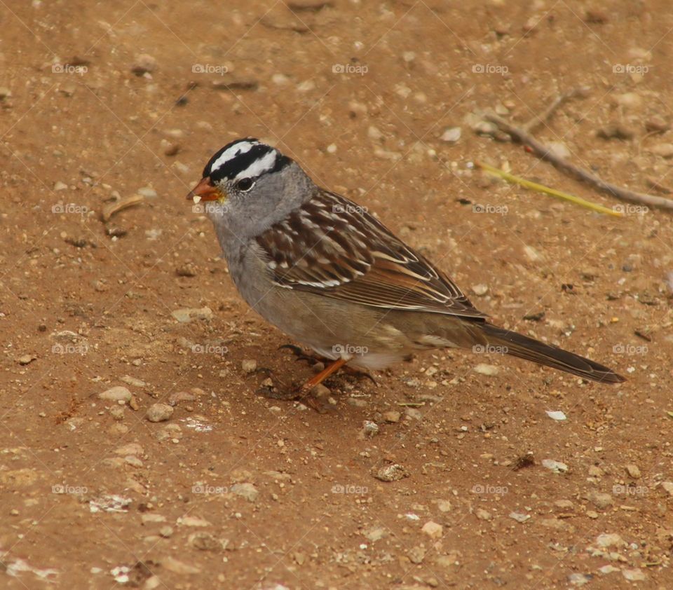 White-crowned Sparrow