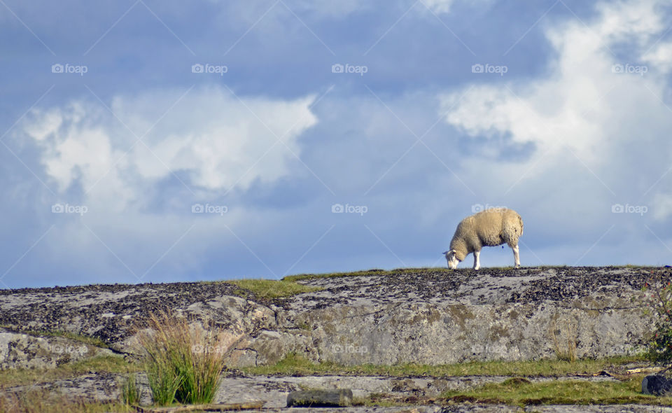 Sheep grazing in pasture