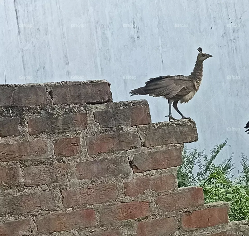Indian Peafowl