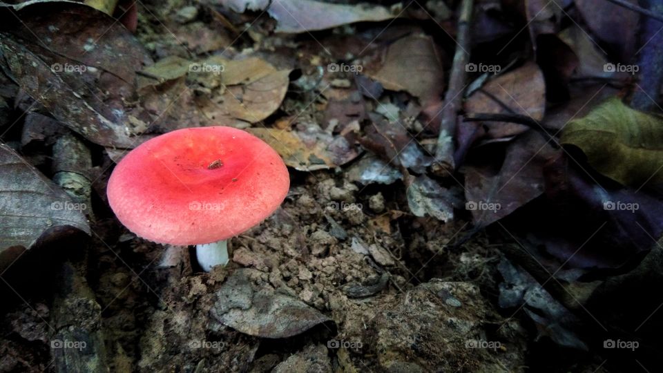 Red mushrooms in the rainy season