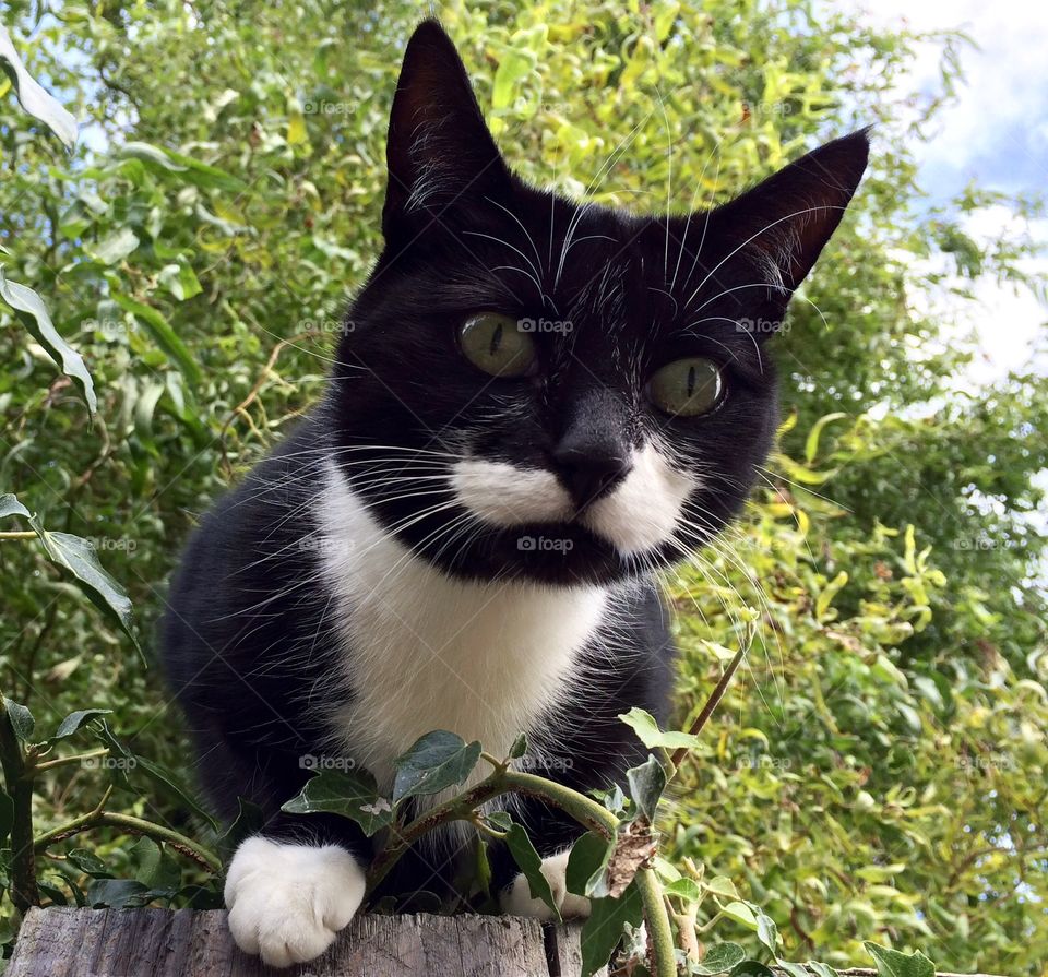 Such a cute cat … looking at me taking a photo of him … 