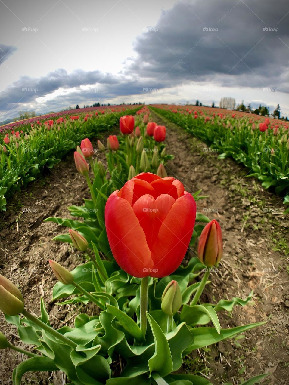 Foap Mission “Spring vs Winter! Springtime Tulip Fields Of Washington State’s Skagit Valley In The Pacific Northwest !