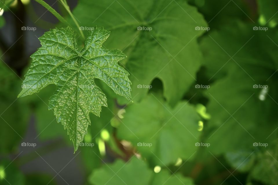 Close up shot of grape leaves 