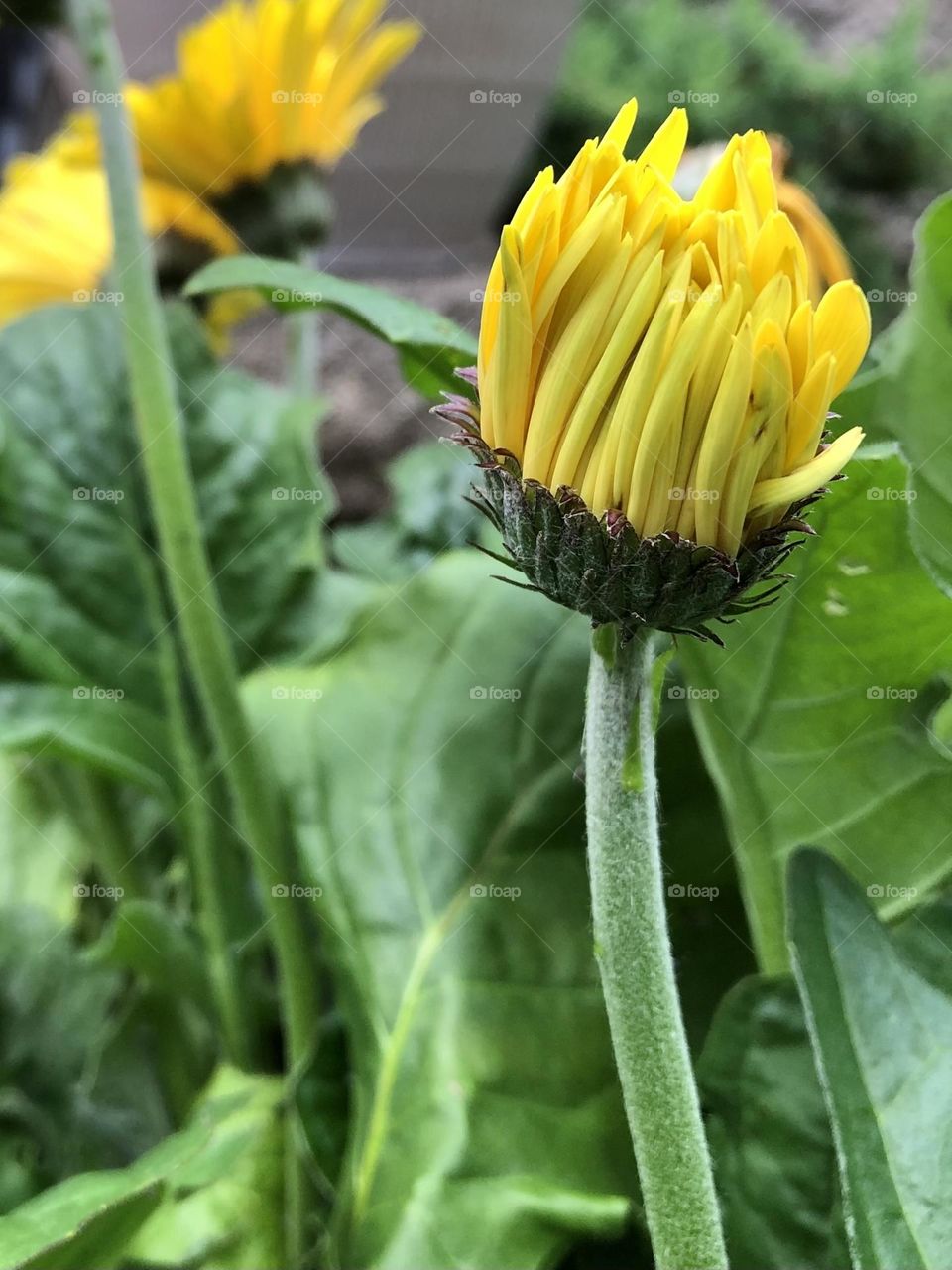 Pretty yellow daisy flowers flowering daisies green leaves foliage flower blooming petals bud blossom backyard gardening neighborhood landscaping container patio plants glimmers small moments of happiness