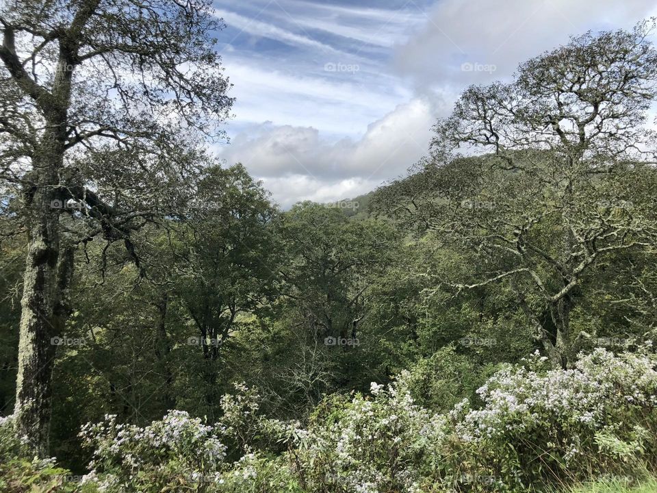 Beautiful, lush Greenery Display in Great Smoky Mountains, Tennessee 