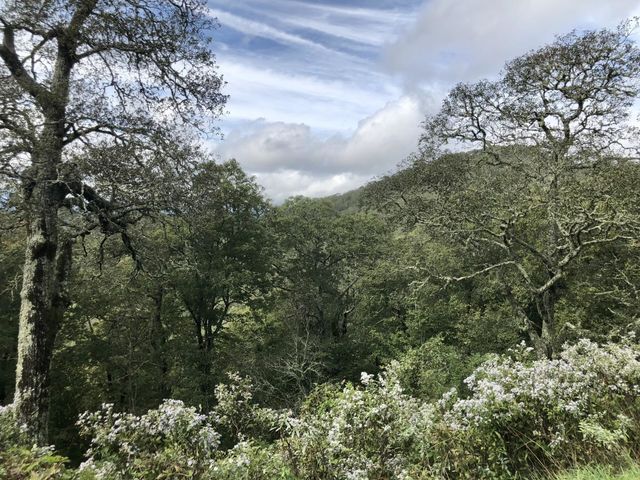 Beautiful, lush Greenery Display in Great Smoky Mountains, Tennessee 