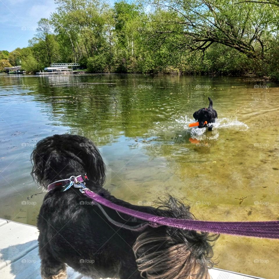 Dogs at the Lake