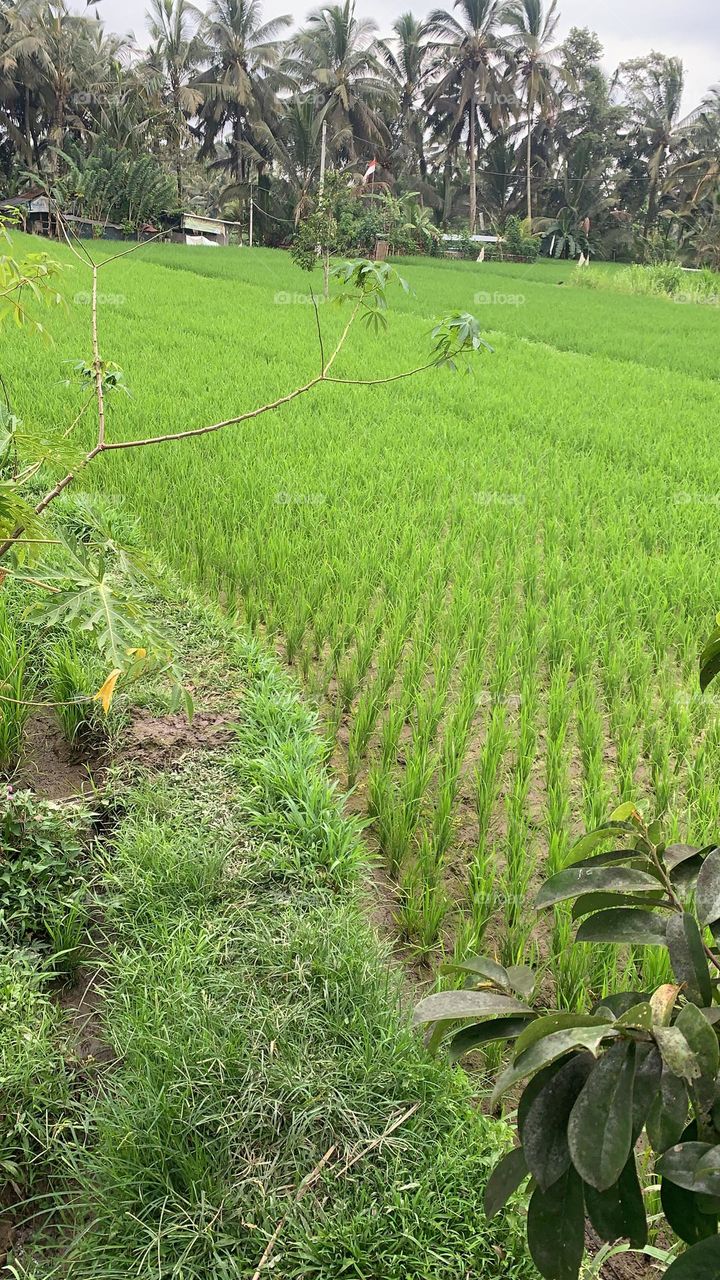 My rice fields in Bali are very green