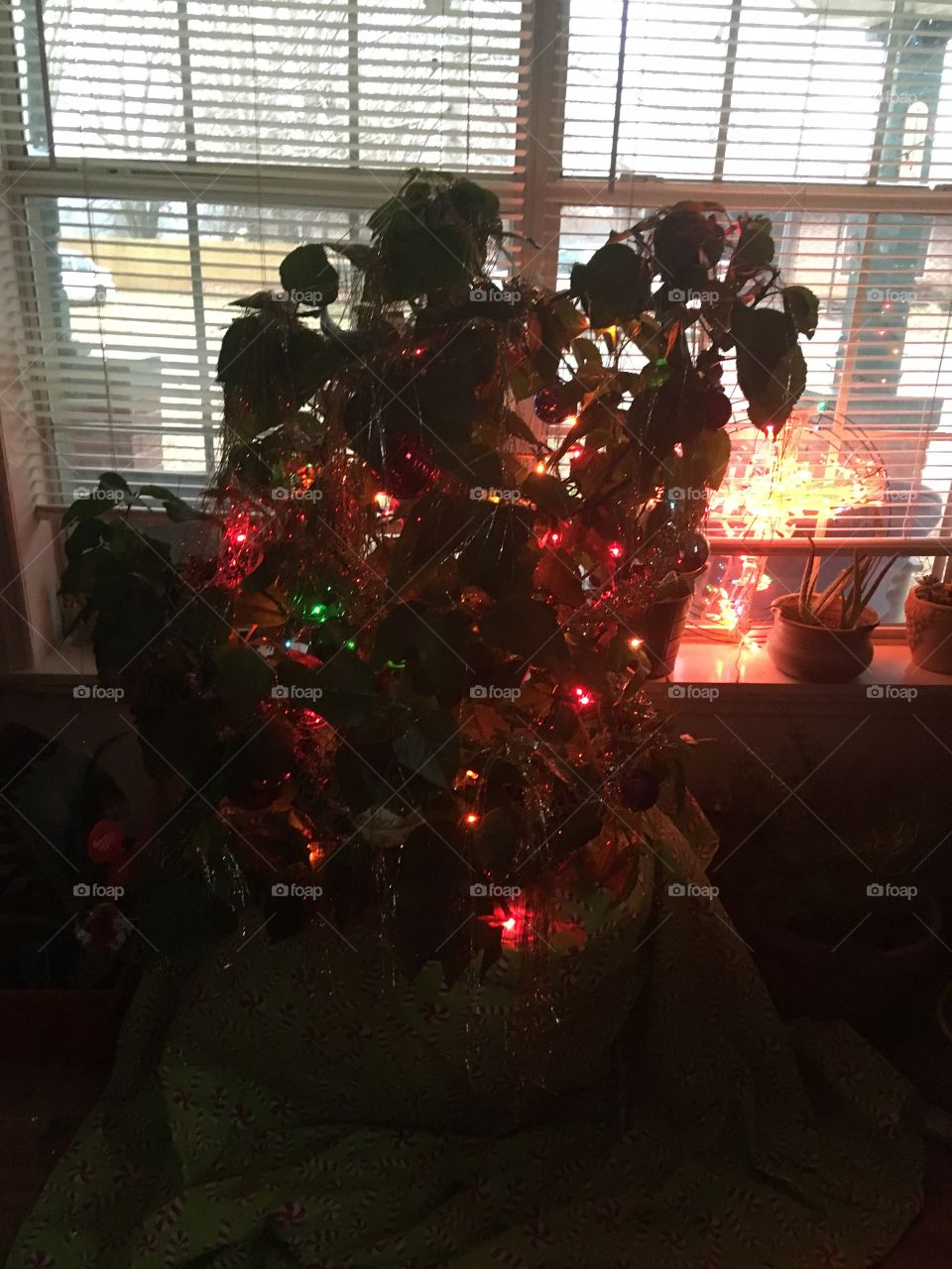 My hibiscus Christmas tree 