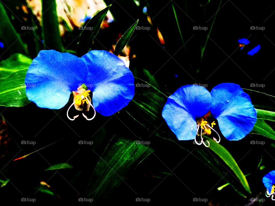 flores azules