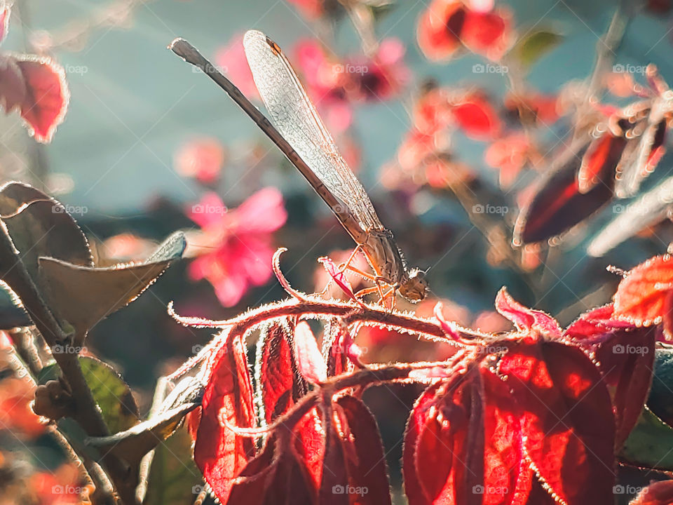 Watercolors in the garden at sunrise