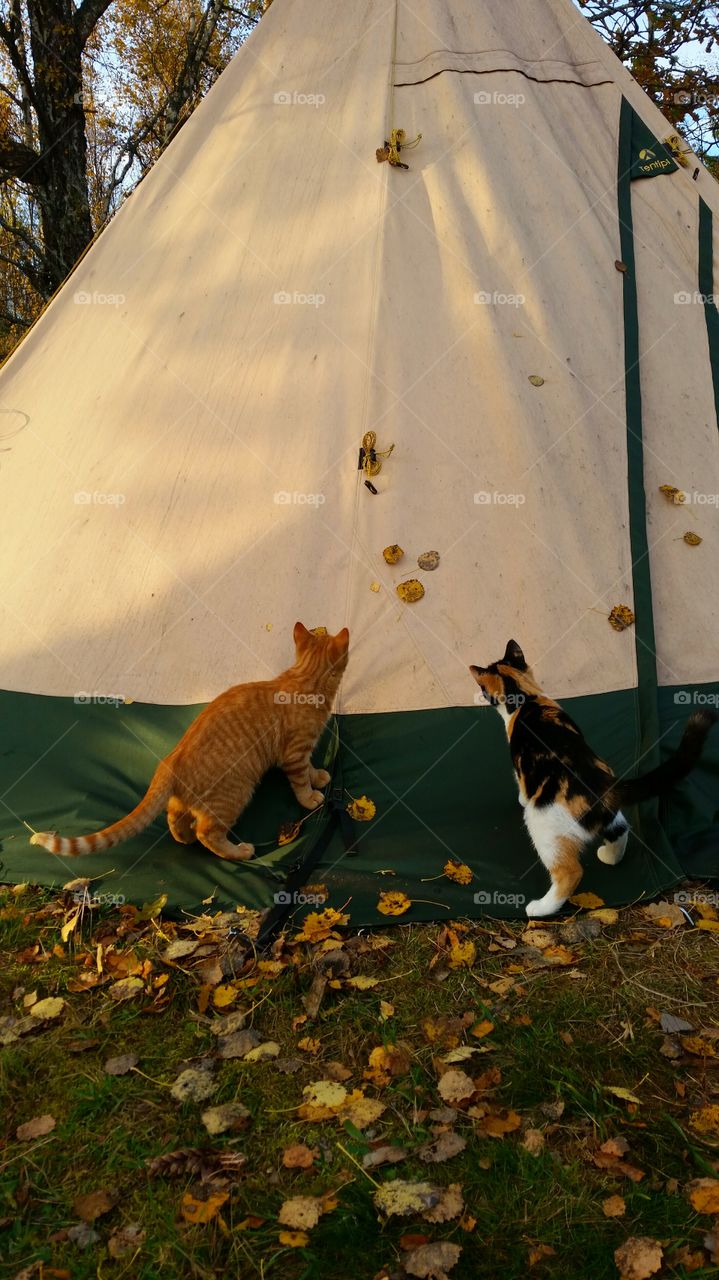 Cats playing with autumnleaves on a tentipi
