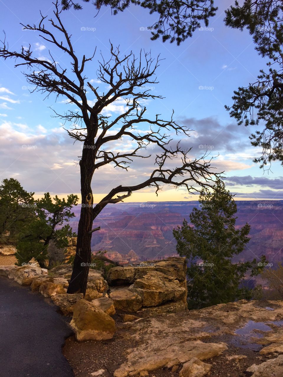 Tree at sunrise. Tree silhouetted against sunrise at the Grand Canyon