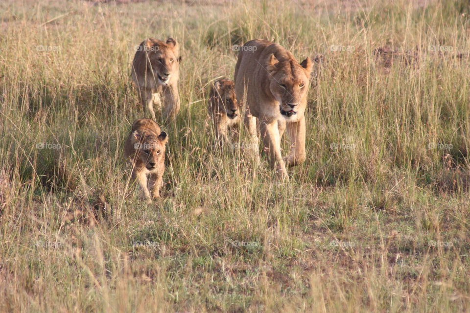 grass sunrise lion cubs by twickers