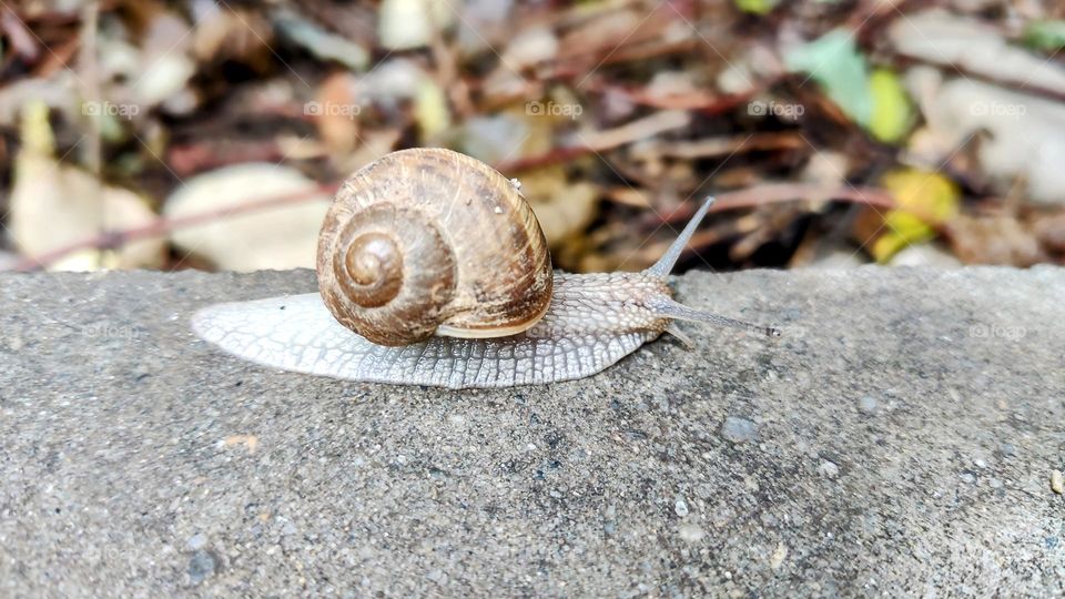 Snail