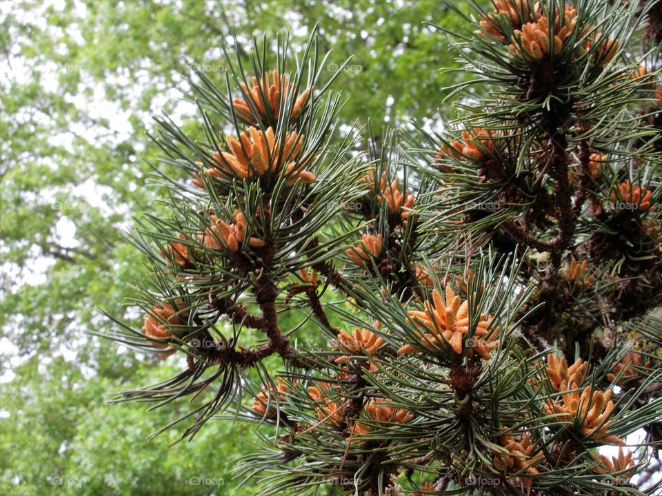 detail of pine branch