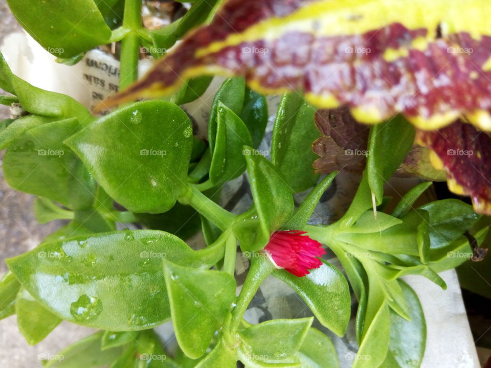red bud with green leaves