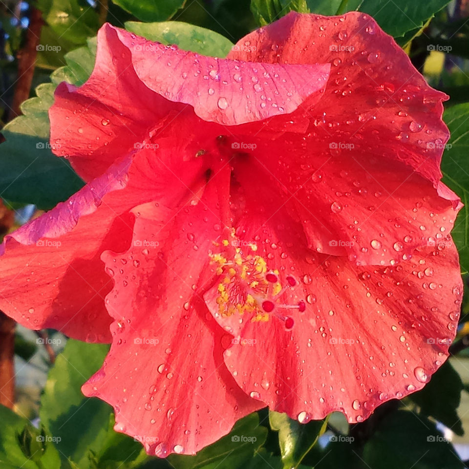 red hibiscus close up